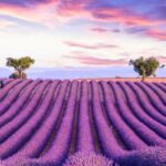 Sconfinati orizzonti di lavanda